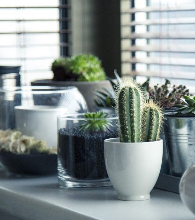 pots, plants, cactus-716579.jpg